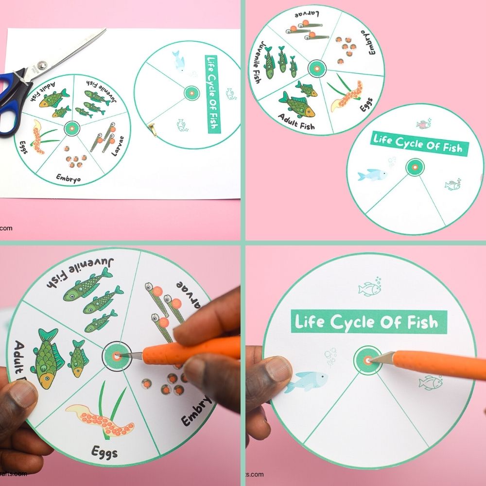 fish life cycle for kids