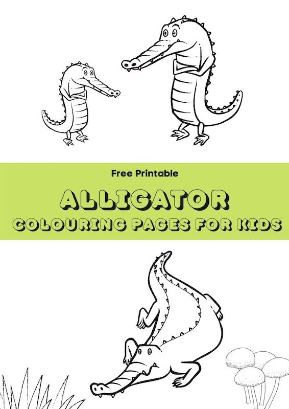Alligator colouring pages