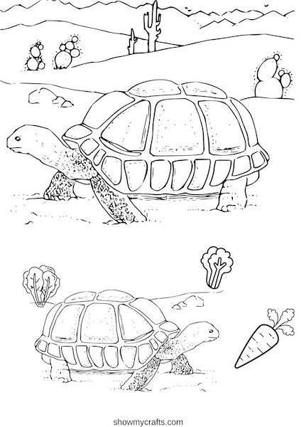 Tortoise colouring pages