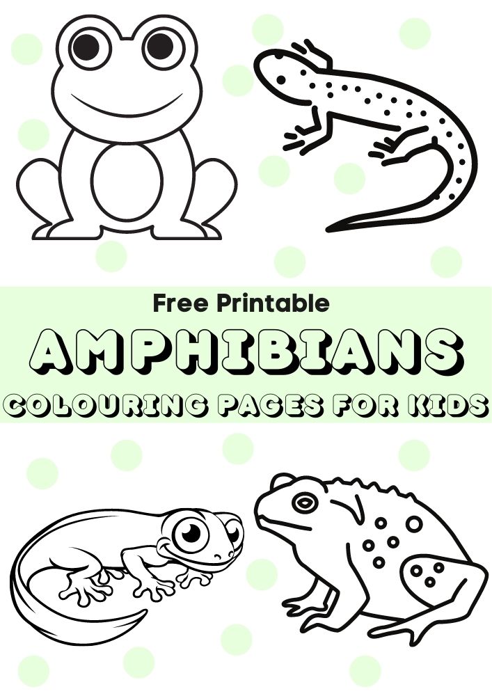 amphibians colouring pages