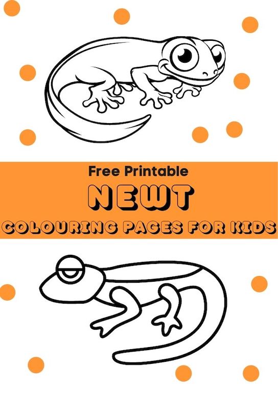 newt colouring pages for kids