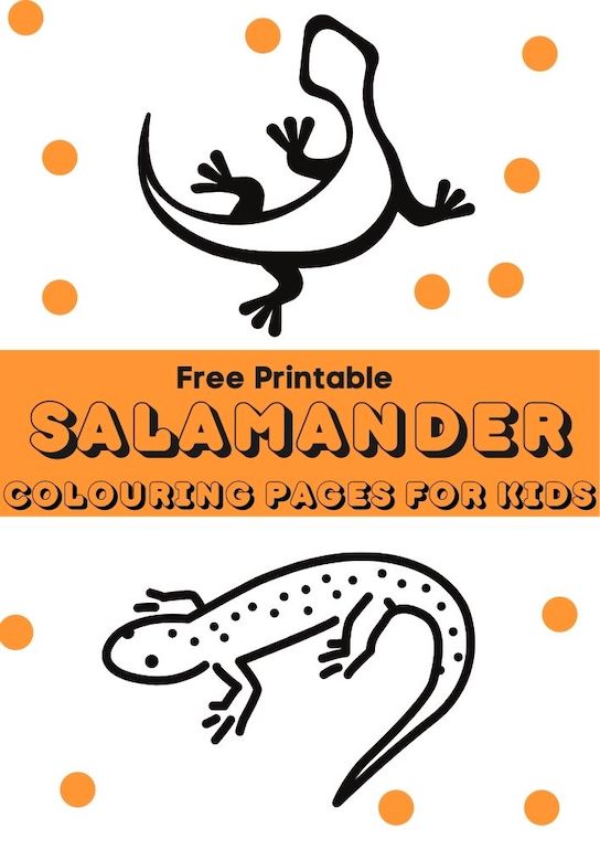salamander colouring pages