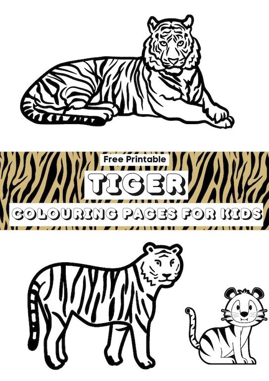 tiger colouring pages