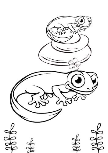 newt colouring pages