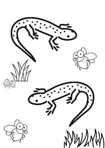 Salamander Colouring Pages