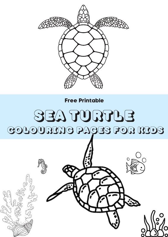sea turtle colouring pages