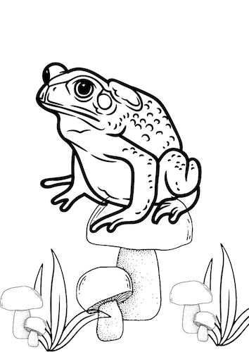 toad colouring pages